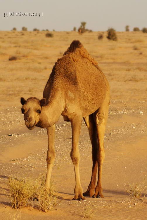 Mauritania, en el desierto