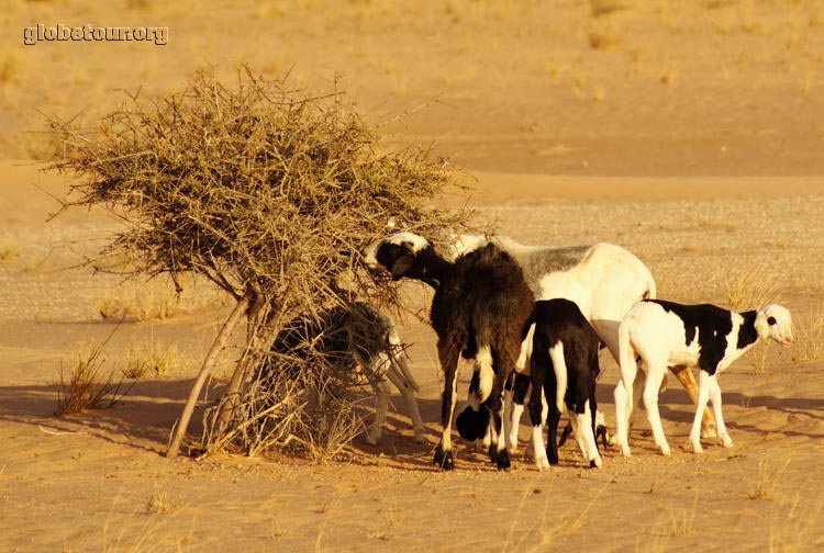 Mauritania, en el desierto