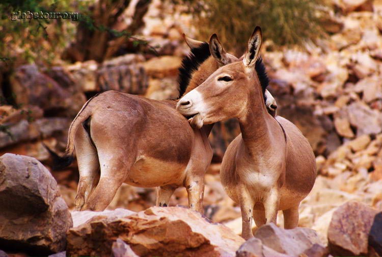 Mauritania, Moudjeria