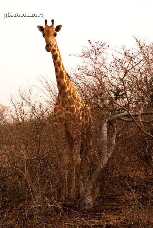 Niger, Koure