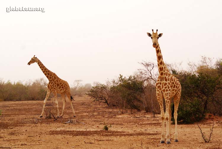 Niger, Koure