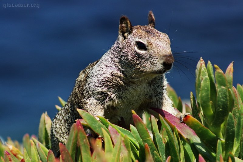 US, California, San Diego, La Jolla