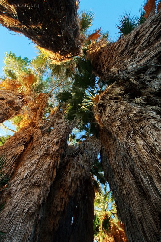 US, California, Joshua Tree National Park, Cottonwood Spring