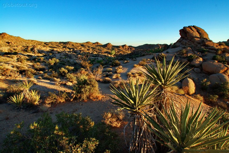 US, California, Joshua Tree National Park, Cottonwood Spring