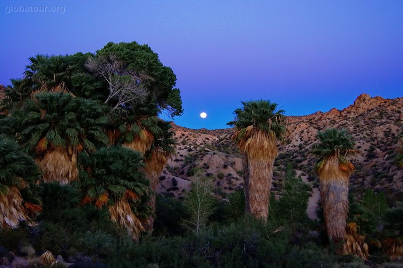 US, California, Joshua Tree National Park, Cottonwood Spring