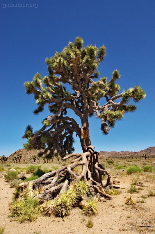 US, California, Joshua Tree National Park, Joshua tree