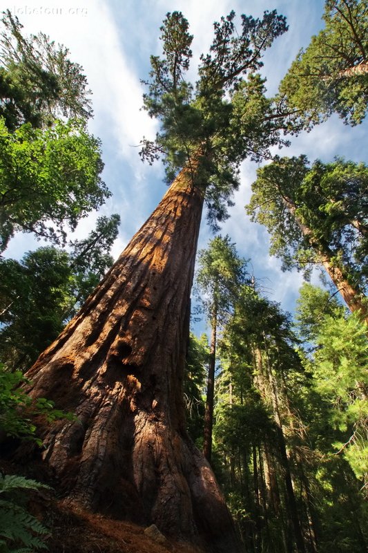 US, Sequoya National Park, big sequoya