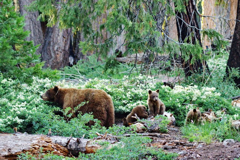 US, Sequoya National Park, bears