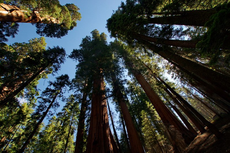 US, Sequoya National Park, sequoyas