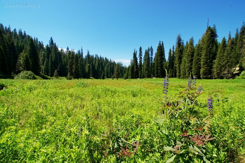 US, Sequoya National Park, meadow