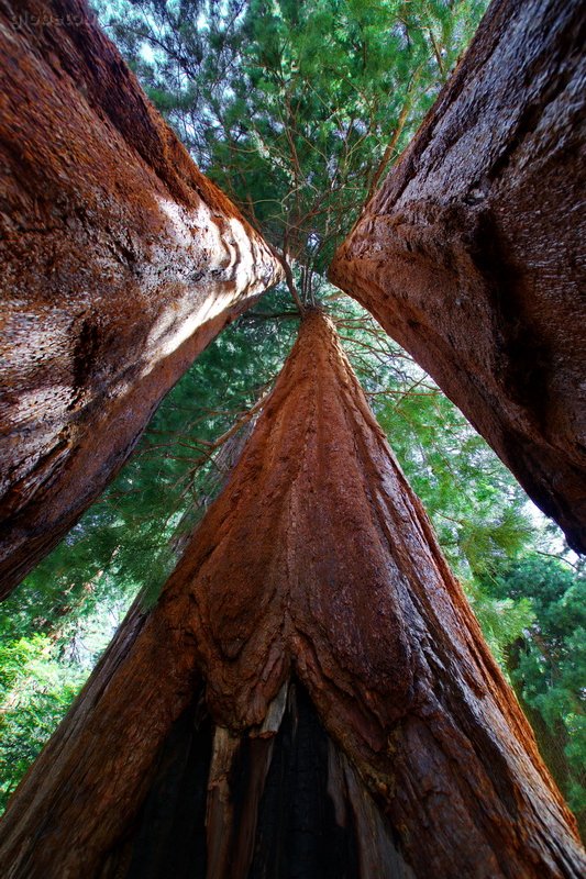 US, Sequoya National Park, sequoyas