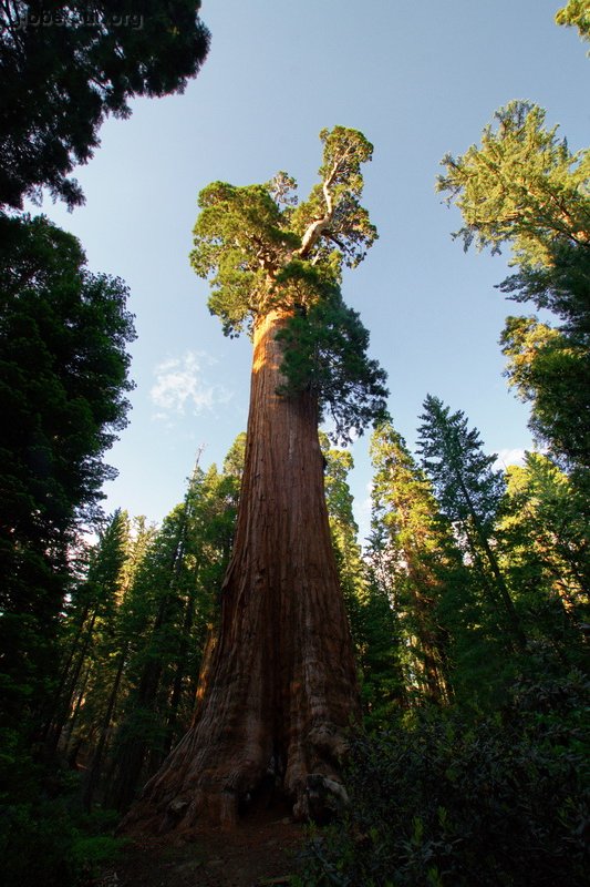 US, Sequoya National Park, General Grand Sequoya