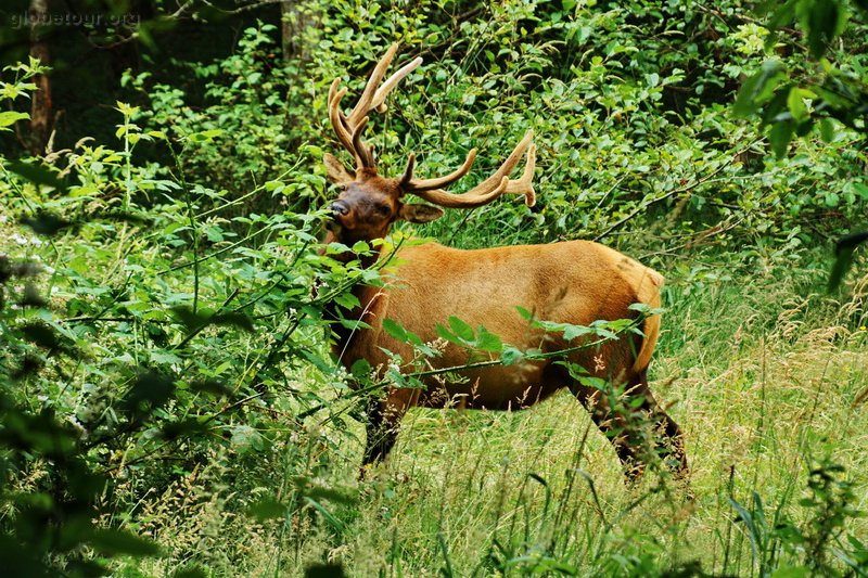 US, California, redwood National Park, elk