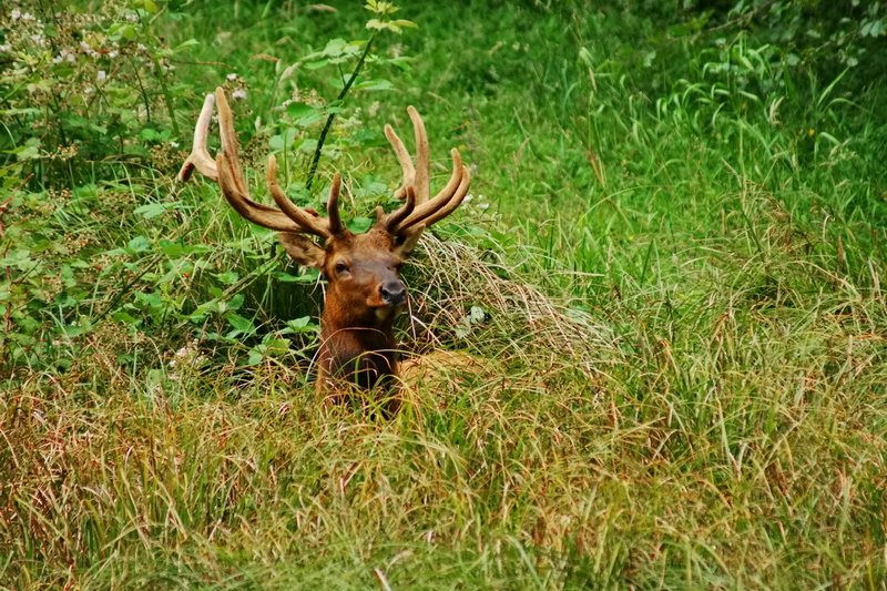 US, California, redwood National Park, elk