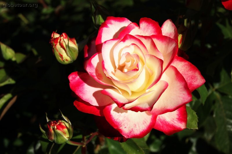 US, Oregon, Rose garden, Portland