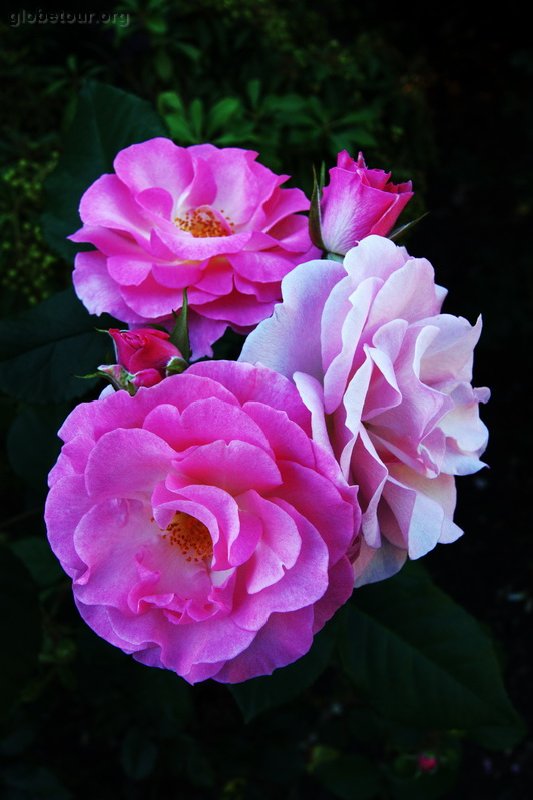 US, Oregon, Rose garden, Portland