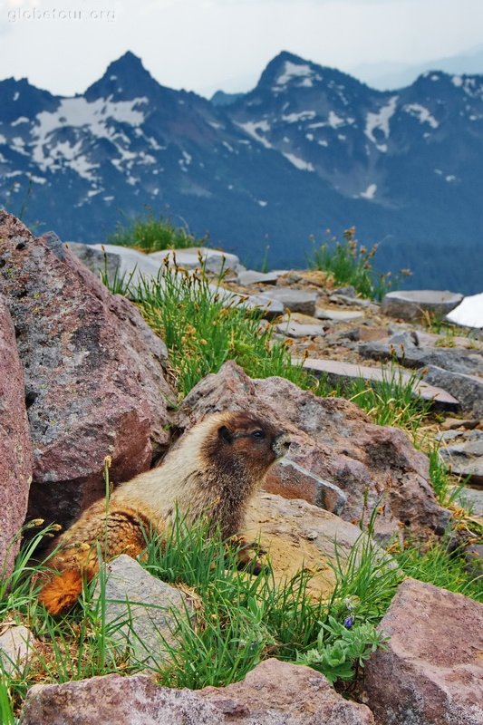 US, Washington, Mount Rainier National Park