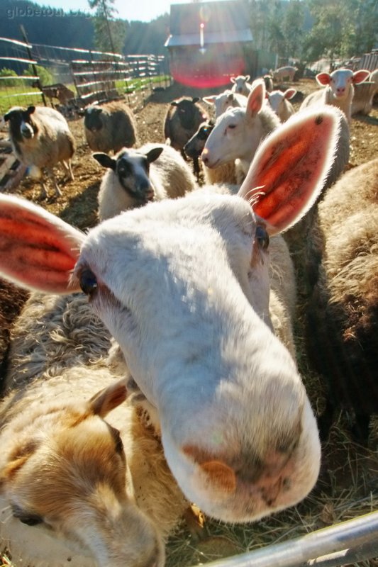 US, Washington, Colville farm