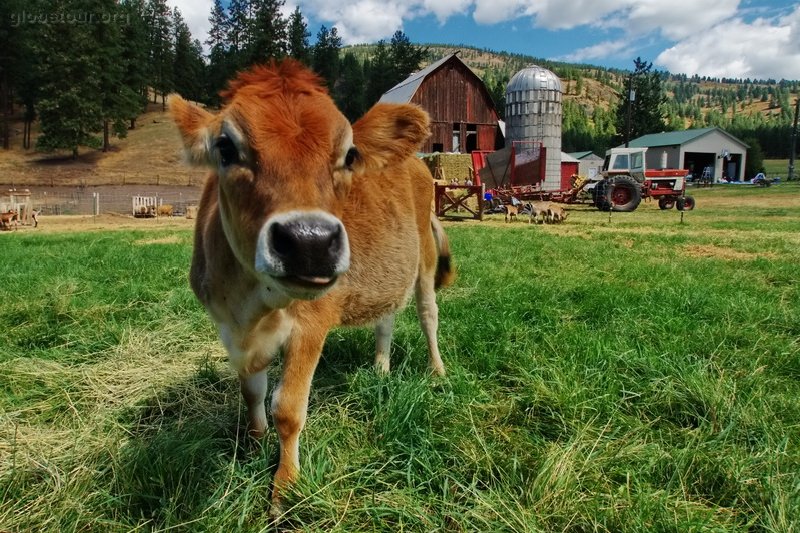 US, Washington, Colville farm