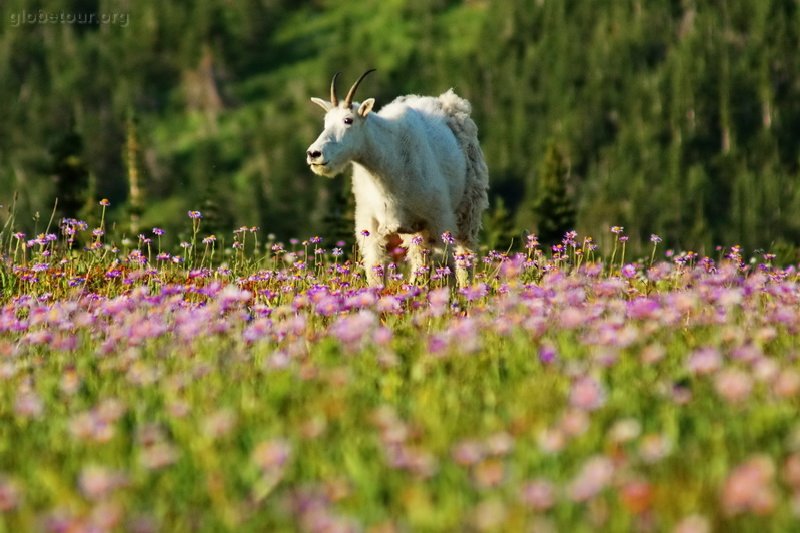 US, Montana,Glacier National Park, mountain goat