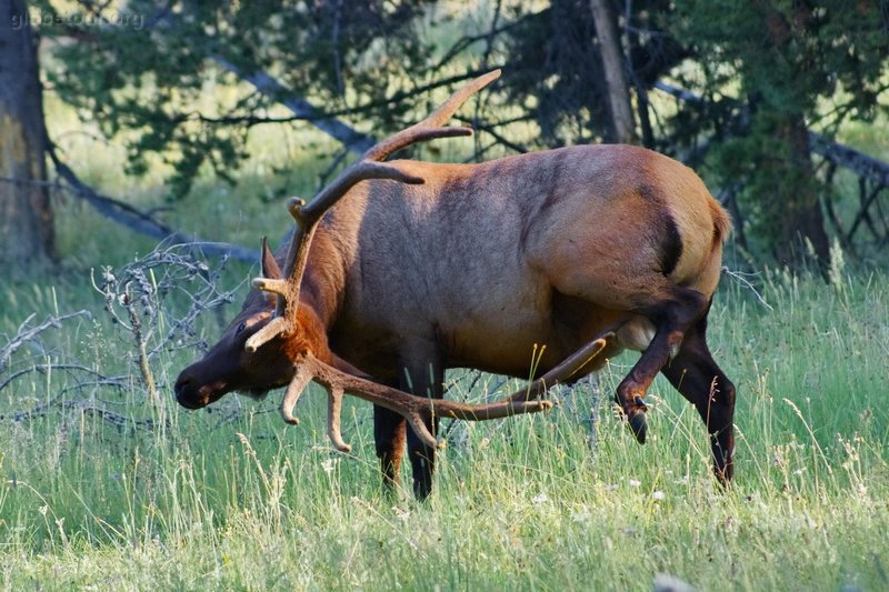 US, Yellowstone National Park, ren