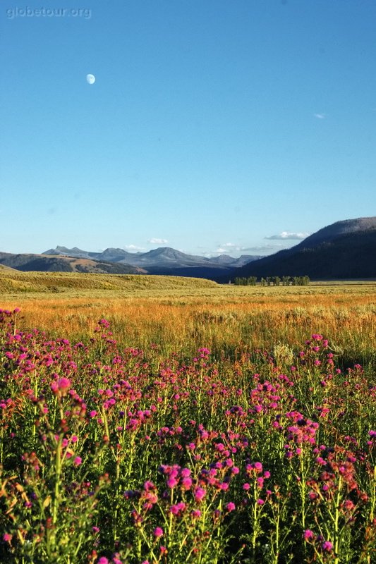 US, Yellowstone National Park, Lamar valley