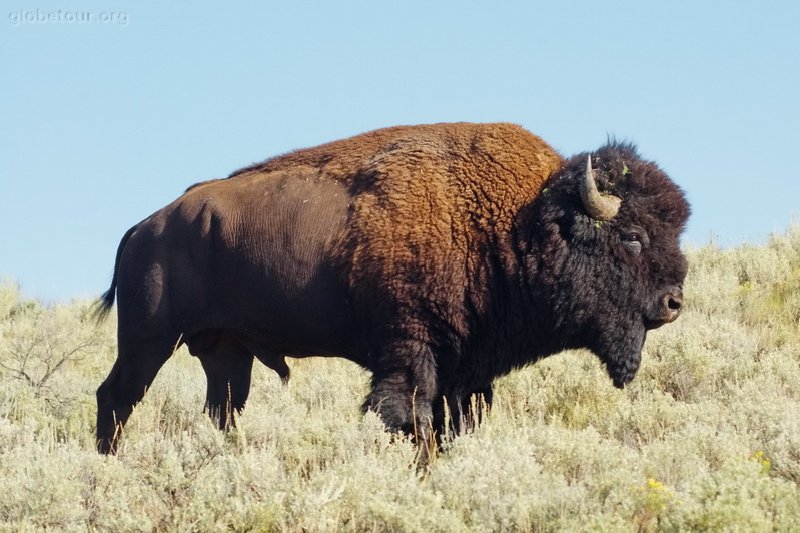 US, Yellowstone National Park, buffalo