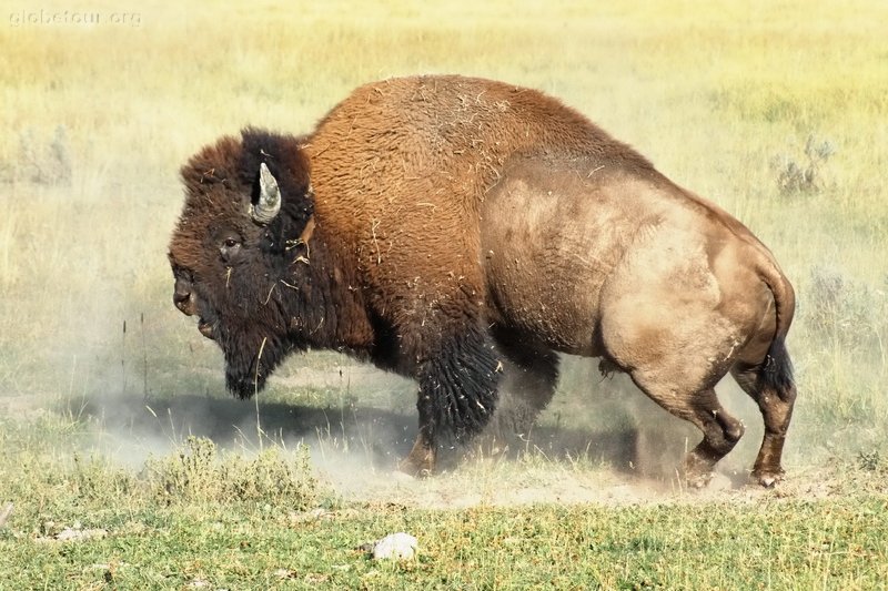 US, Yellowstone National Park, Buffalo
