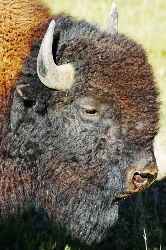 US, Yellowstone National Park, Buffalo