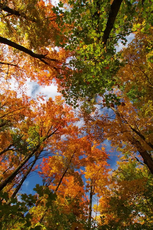 Canada, Algonquin Provincial Park