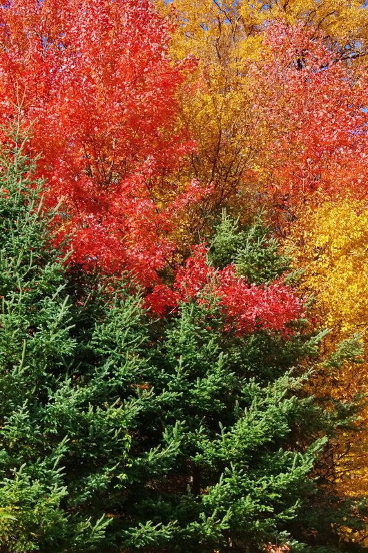 Canada, Algonquin Provincial Park