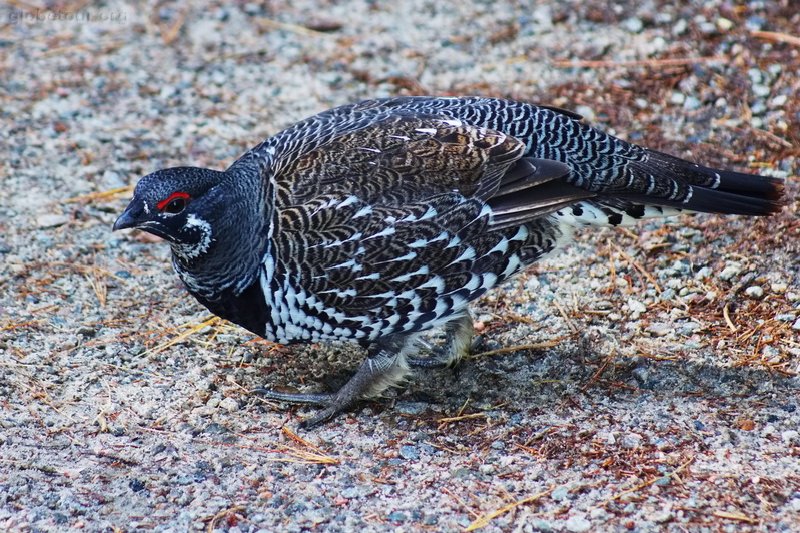 Canada, Algonquin Provincial Park