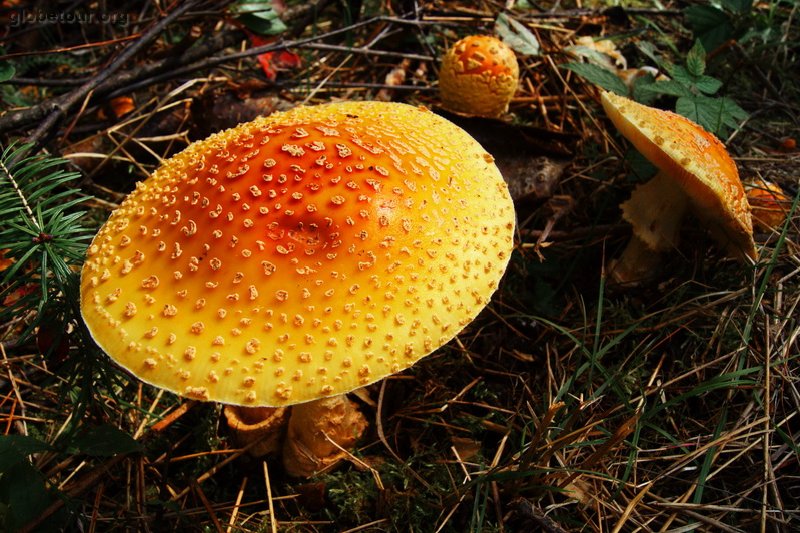 Canada, Algonquin Provincial Park