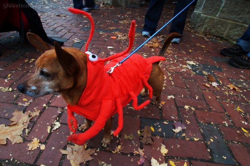 US, Salem Halloween