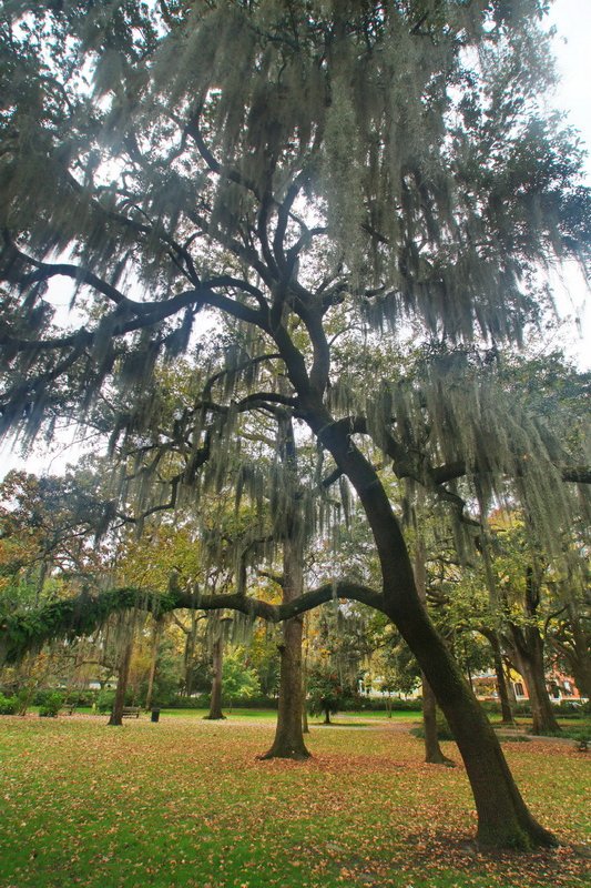 US, Savannah garden