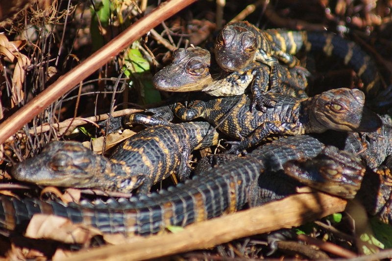 US, Florida, Everglades NP, aligators