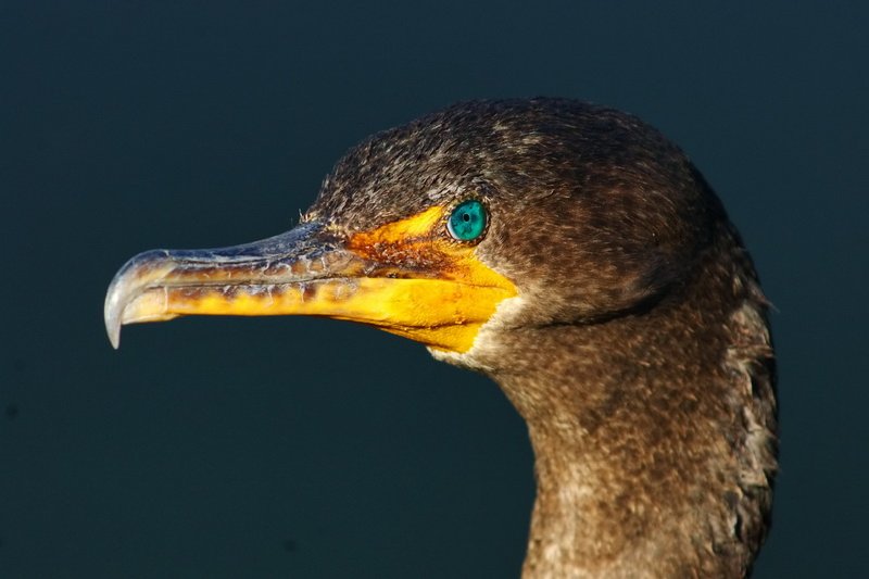 US, Florida, Everglades NP, anhinga