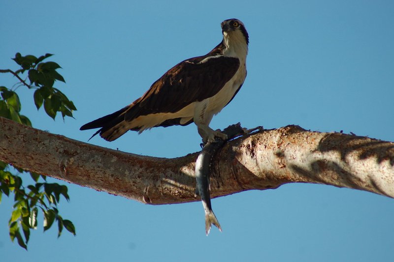 US, Florida, Everglades NP, eagle eating fish