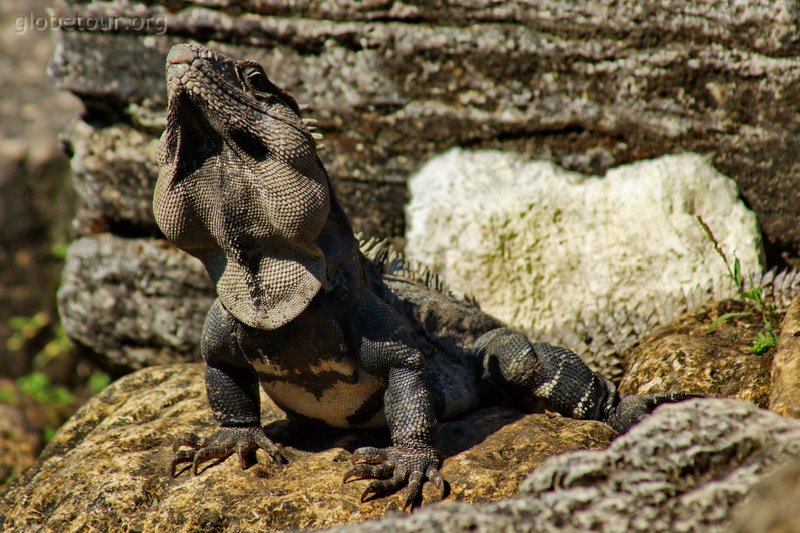 Mexic, Chiapas, Palenque ruinas, Iguana