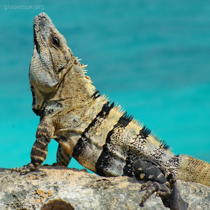 Mexic, Tulum, Iguana