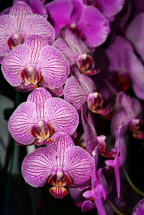 Malaysia, Penang, orquidia in exhebition in Botanic garden.