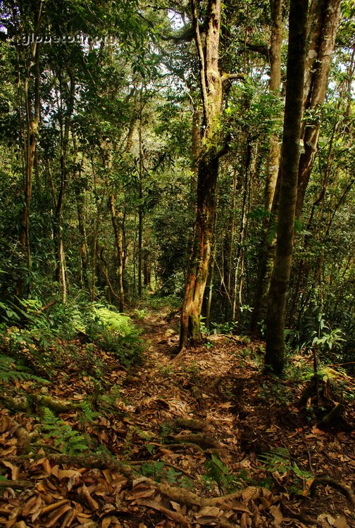 Malaysia, Cameron Highlands