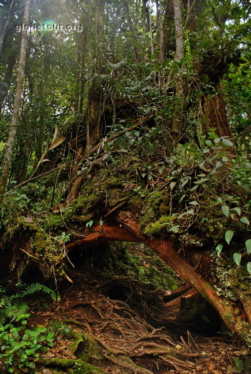 Malaysia, Cameron Highlands