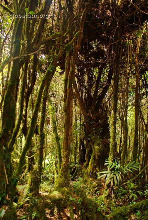 Malaysia, Cameron Highlands