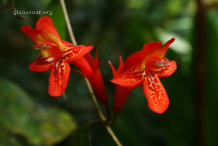 Malaysia, Cameron Highlands