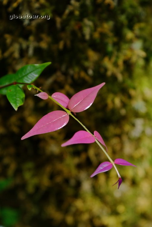 Malaysia, Cameron Highlands