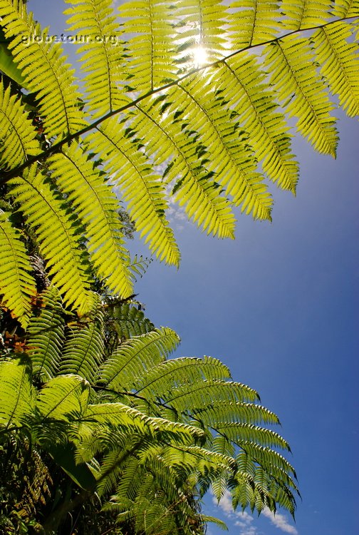 Malaysia, Cameron Highlands