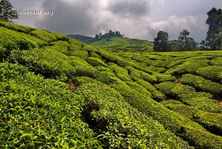 Malaysia, Cameron Highlands, Boh tea plantation