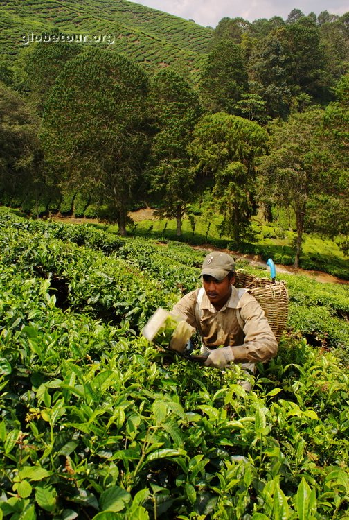 Malaysia, Cameron Highlands, Boh tea plantation