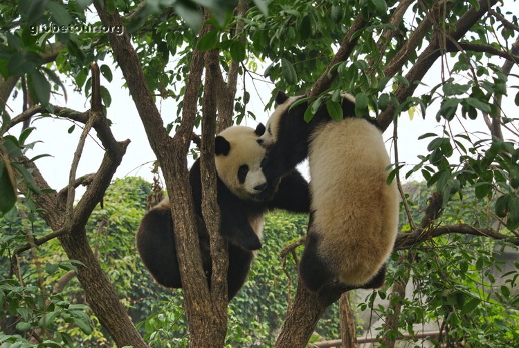 China, Chengdu, Panda Breeding base